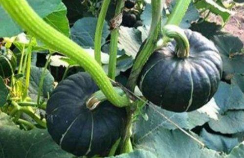 北美网红吃瓜事件真相是真的吗  第1张